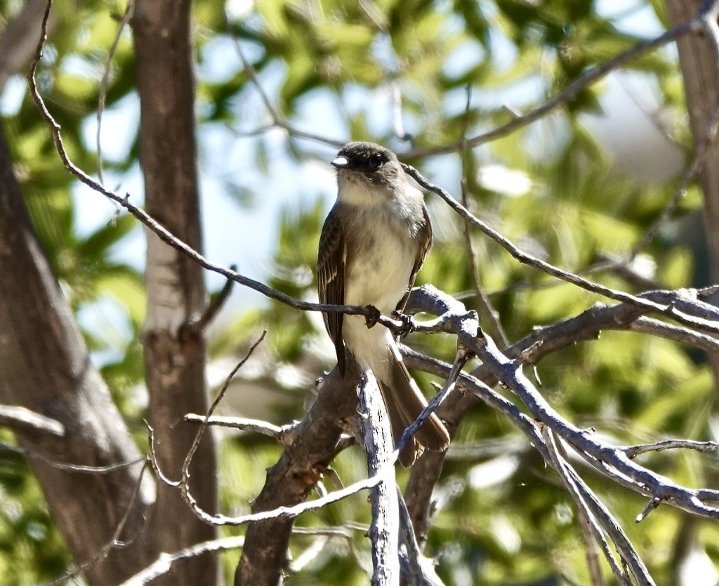 Moucherolle phébi - ML626294152