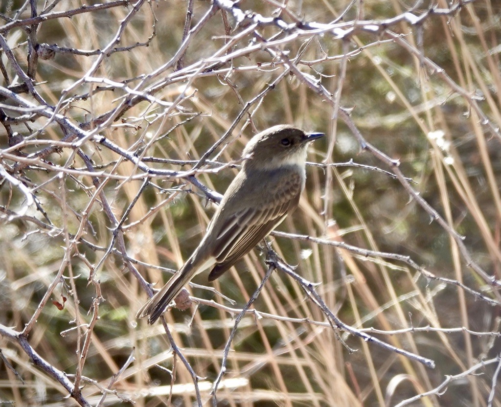 Moucherolle phébi - ML626294187