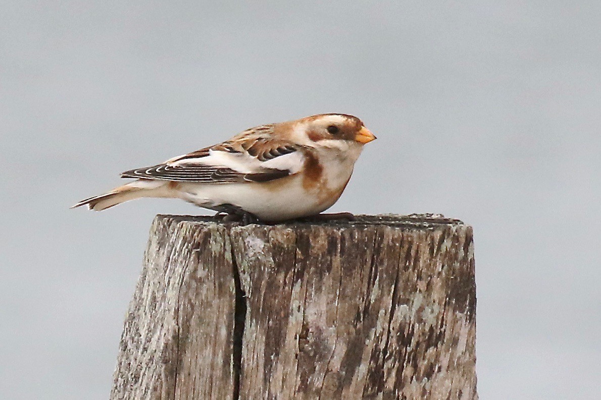 Snow Bunting - ML626294231