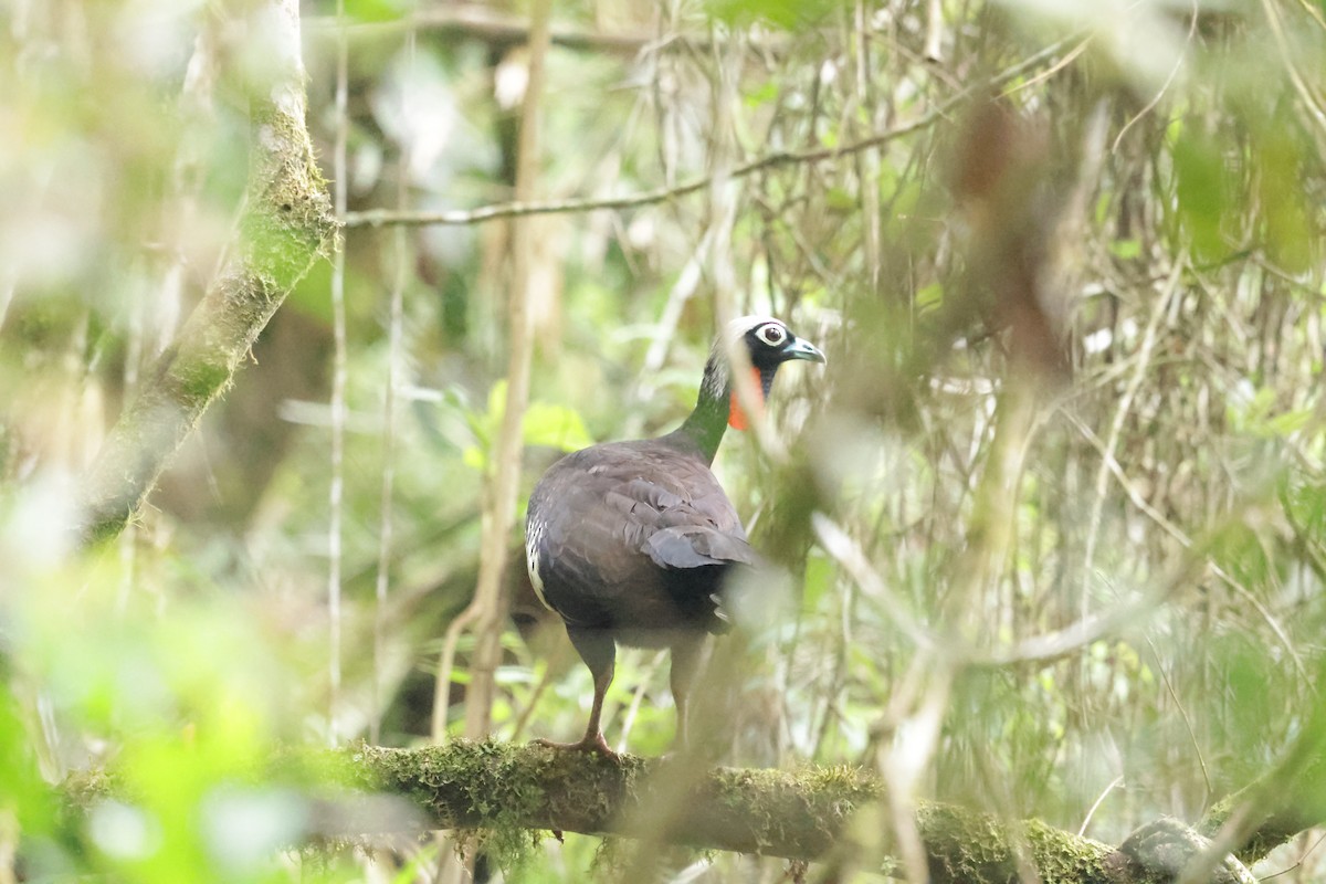 Black-fronted Piping-Guan - ML626294403