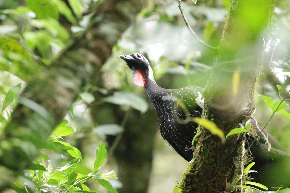 Black-fronted Piping-Guan - ML626294404