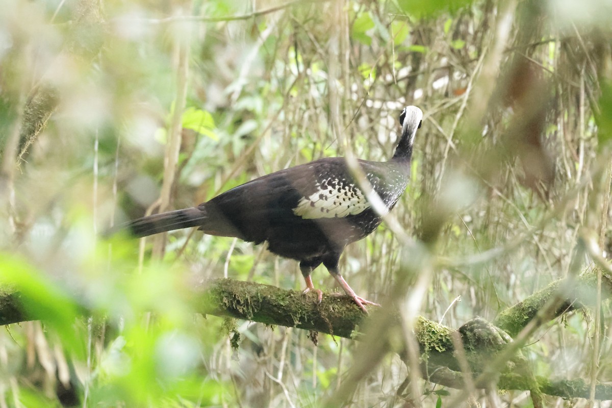 Black-fronted Piping-Guan - ML626294405