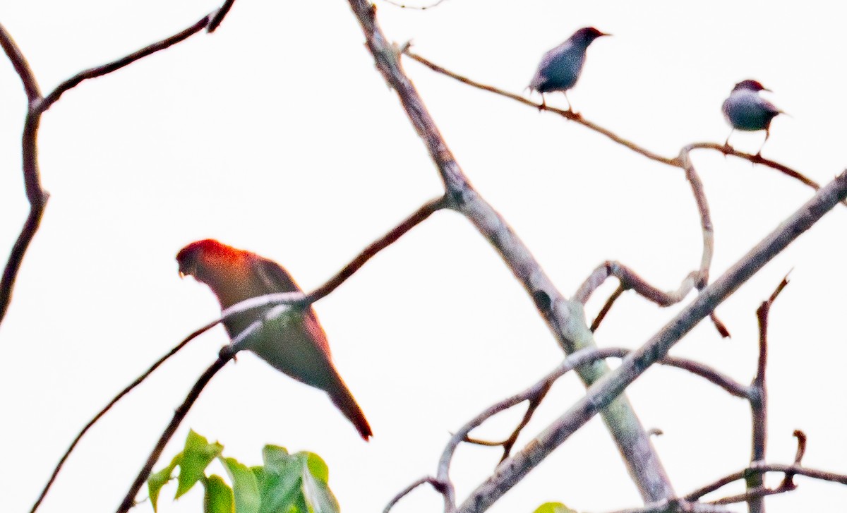 Cardinal Lory - ML626294659