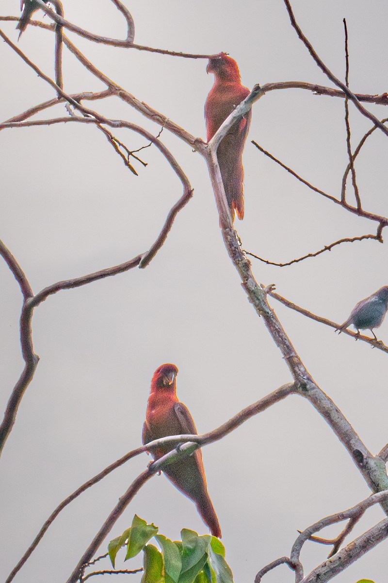 Cardinal Lory - ML626294660