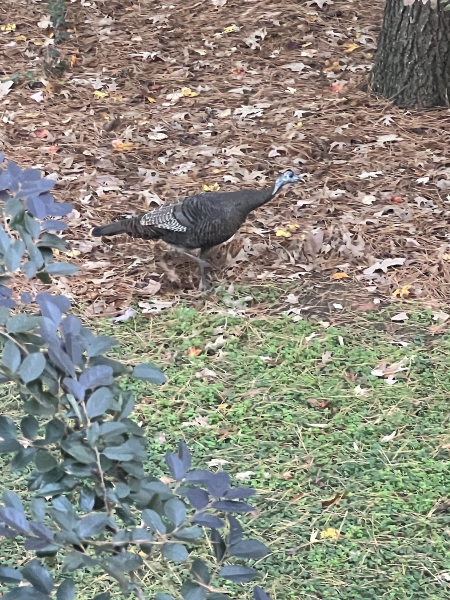 krocan divoký - ML626295010