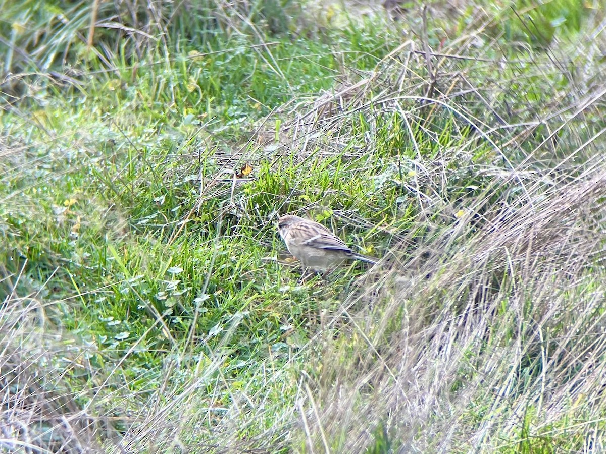 American Tree Sparrow - ML626295167