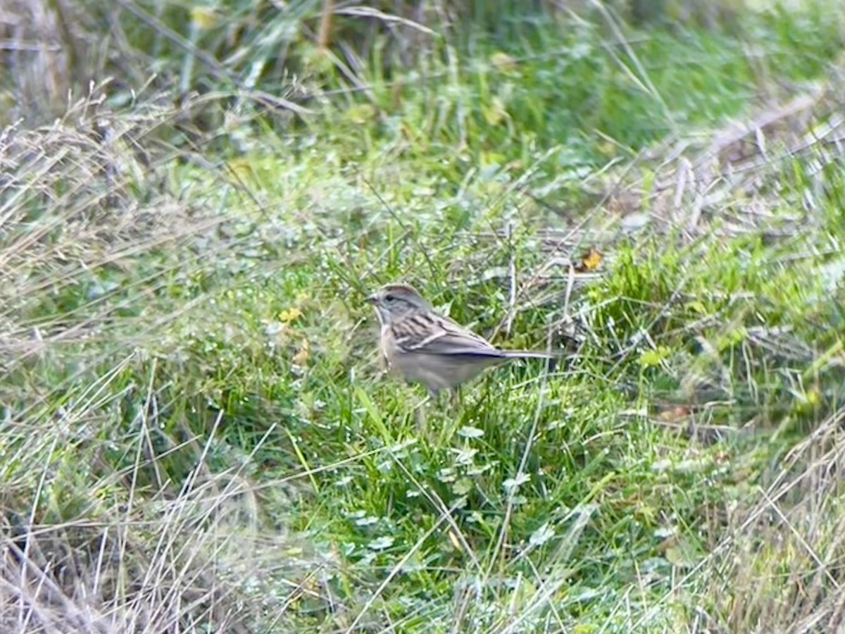American Tree Sparrow - ML626295168