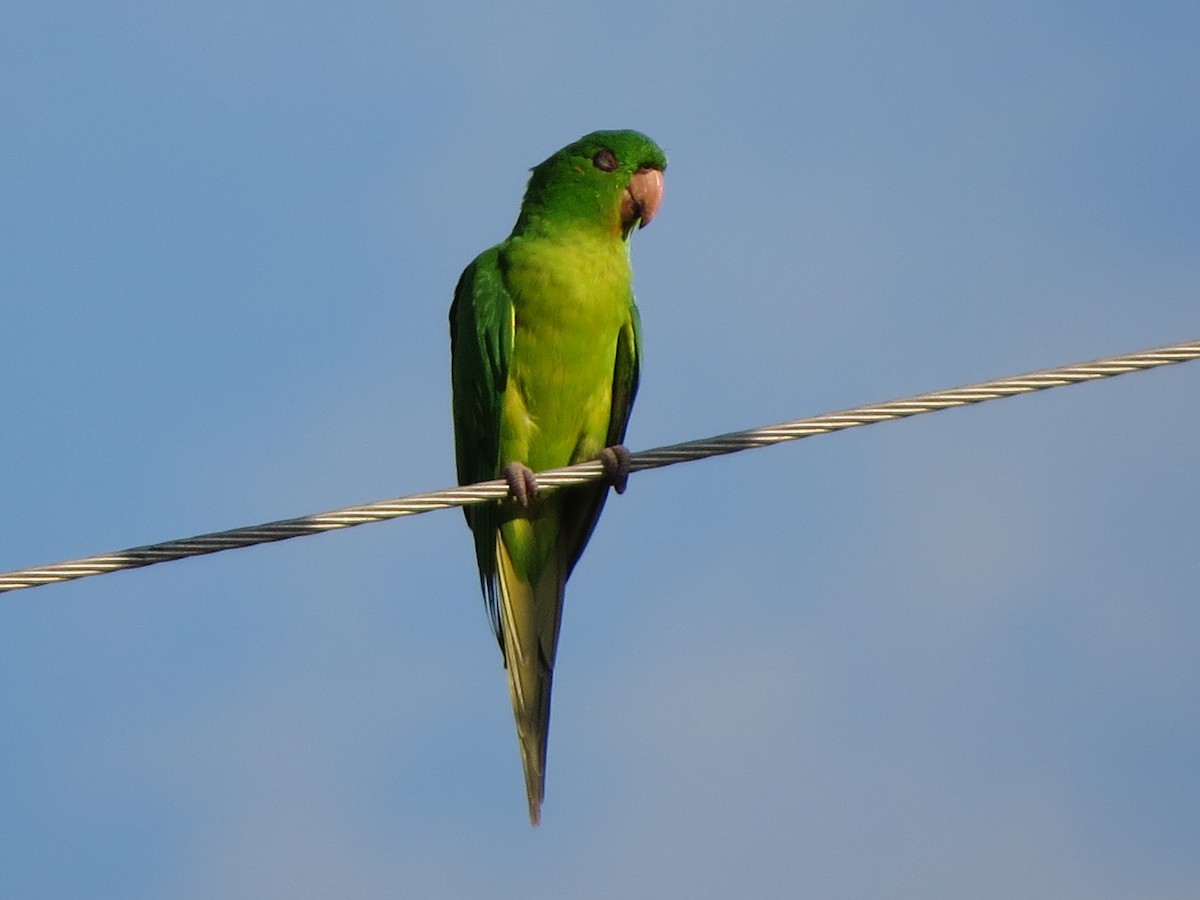 Green Parakeet - ML626295249