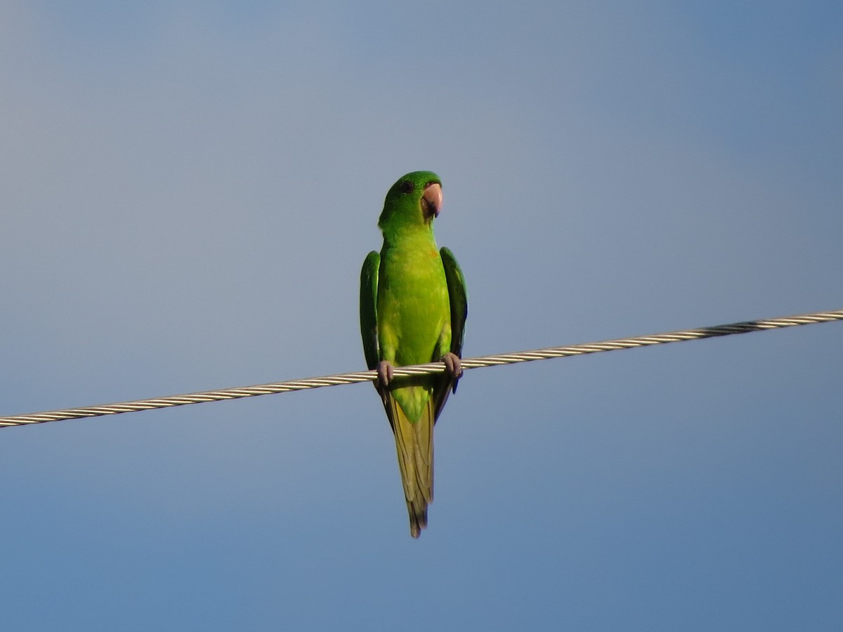 Green Parakeet - ML626295250