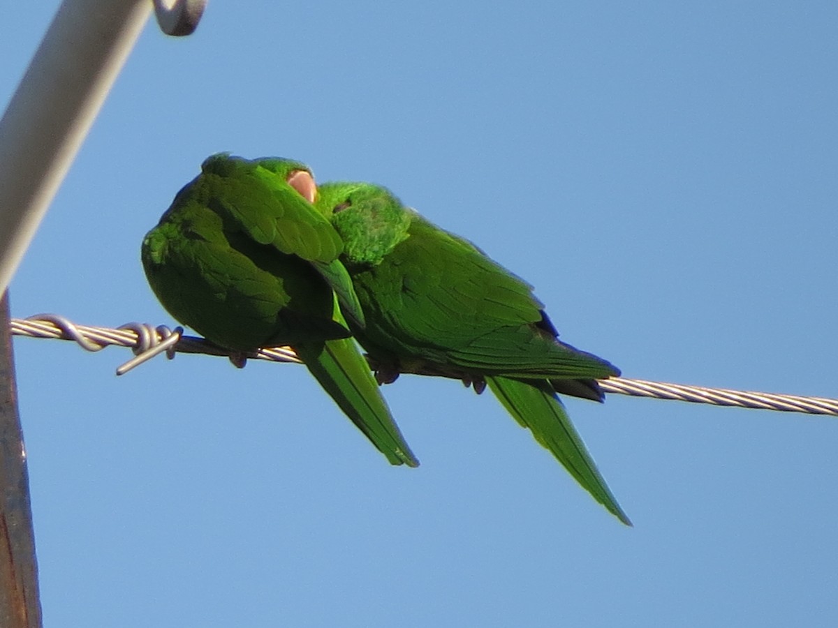 Green Parakeet - ML626295254