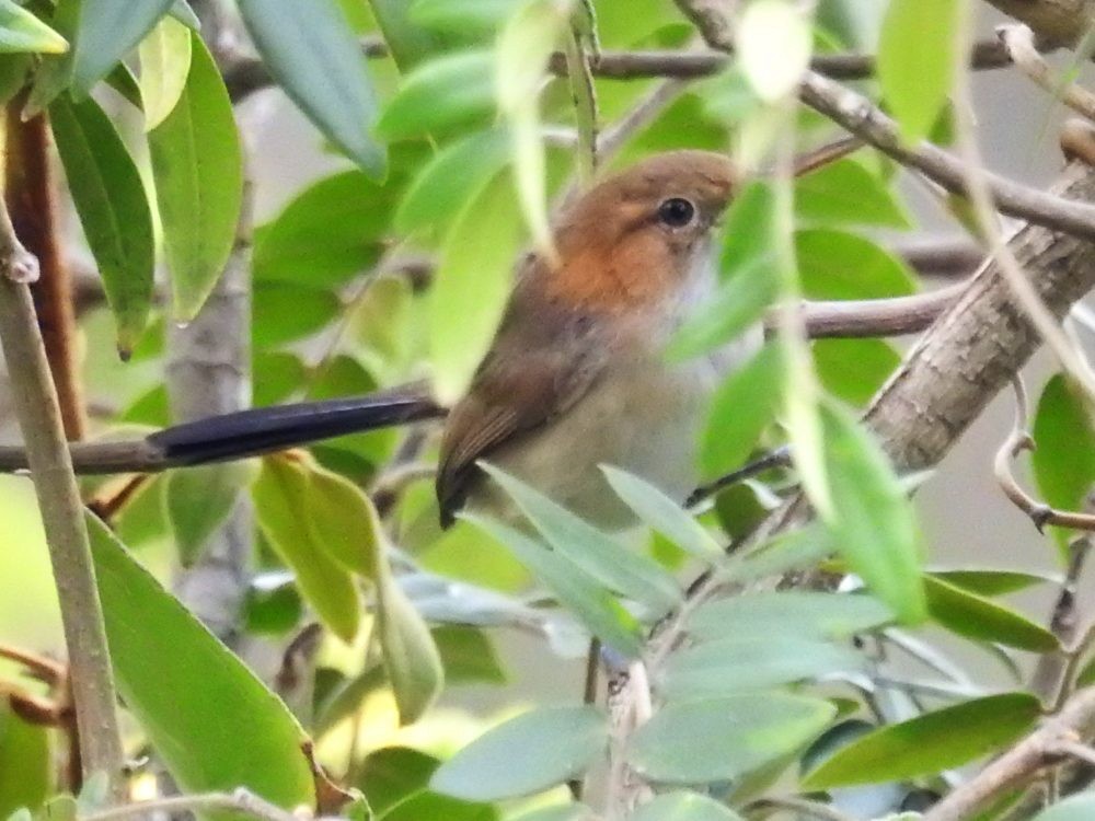 Long-billed Gnatwren - ML626295382