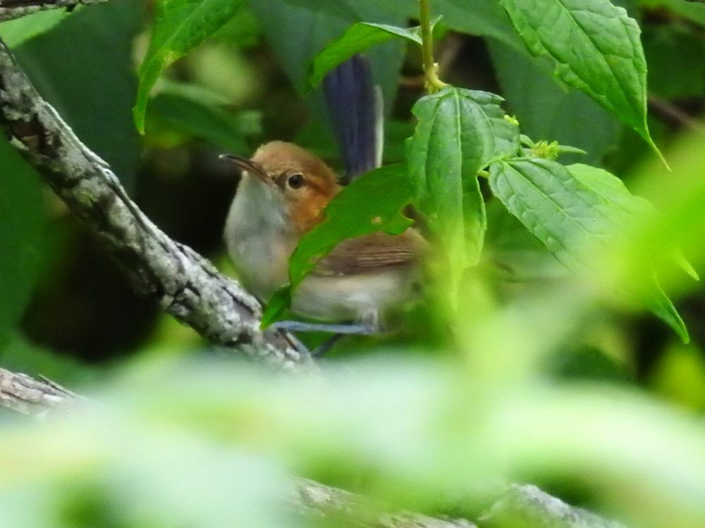 Long-billed Gnatwren - ML626295383