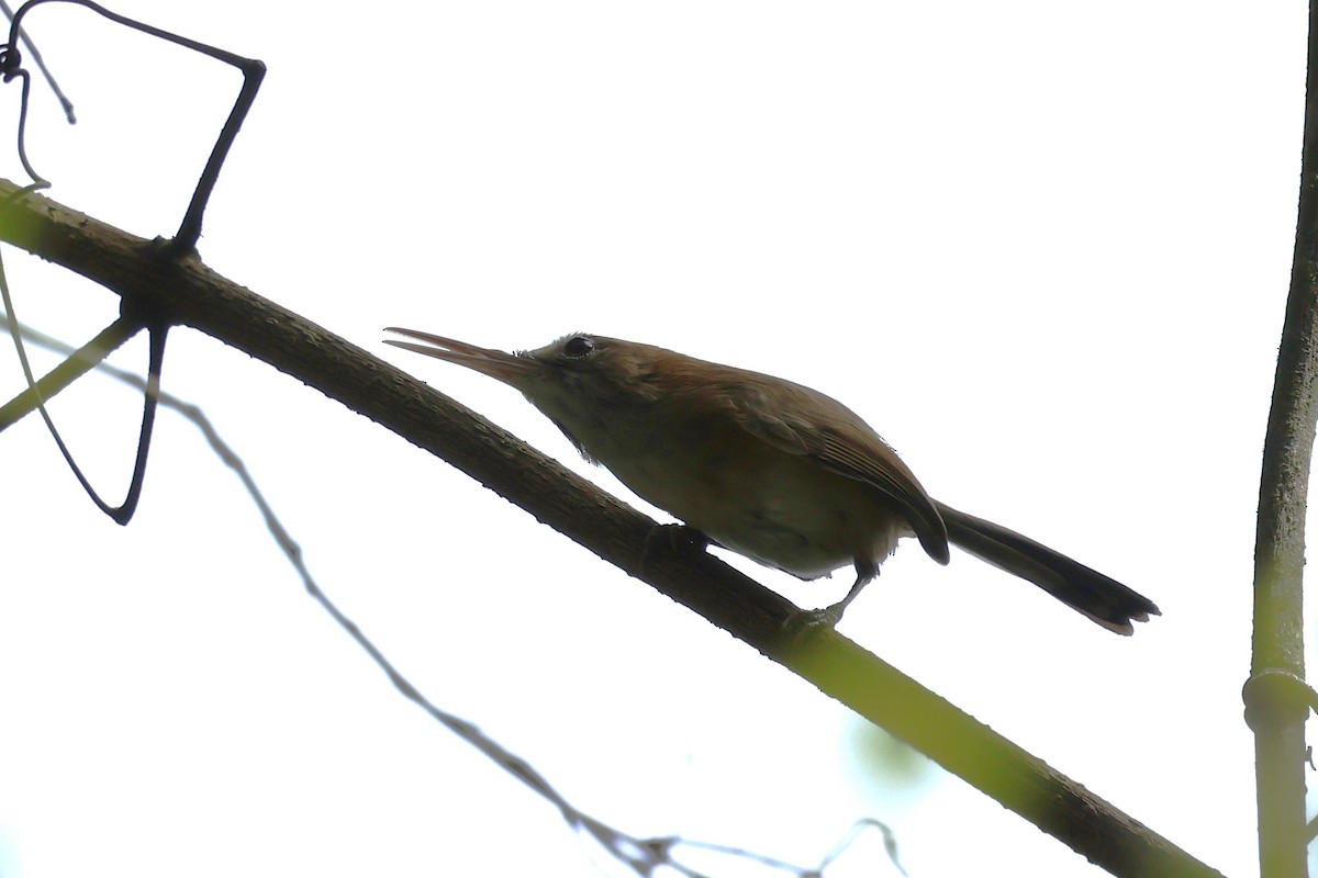 Long-billed Gnatwren (Trilling) - ML626295496