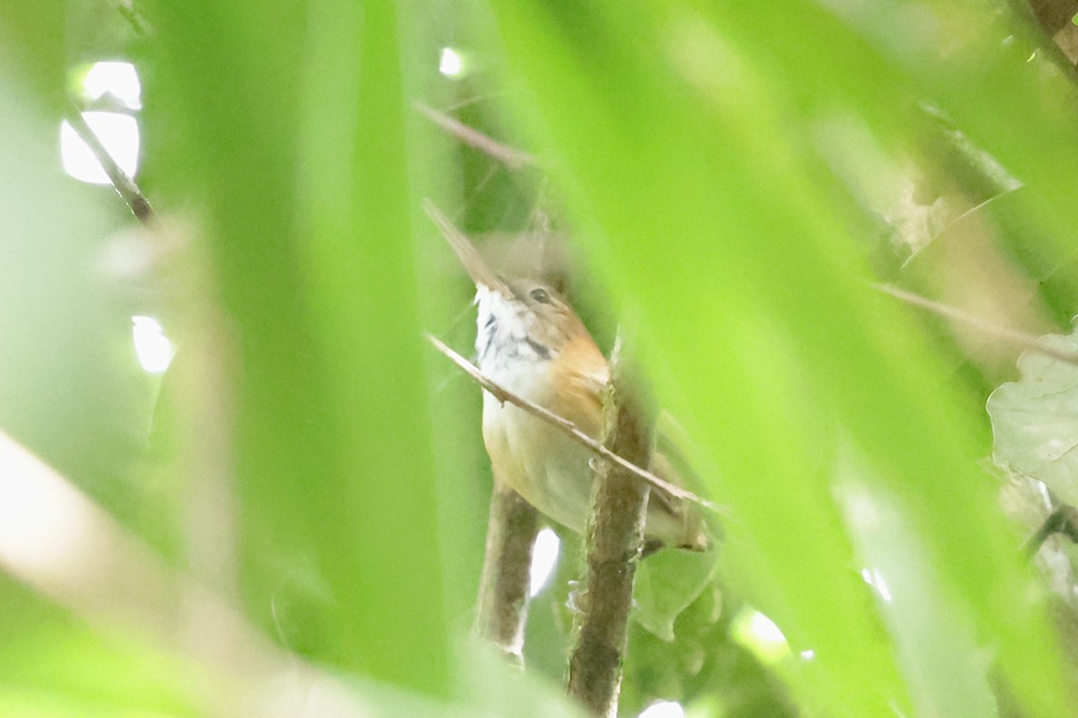 Long-billed Gnatwren (Trilling) - ML626295497