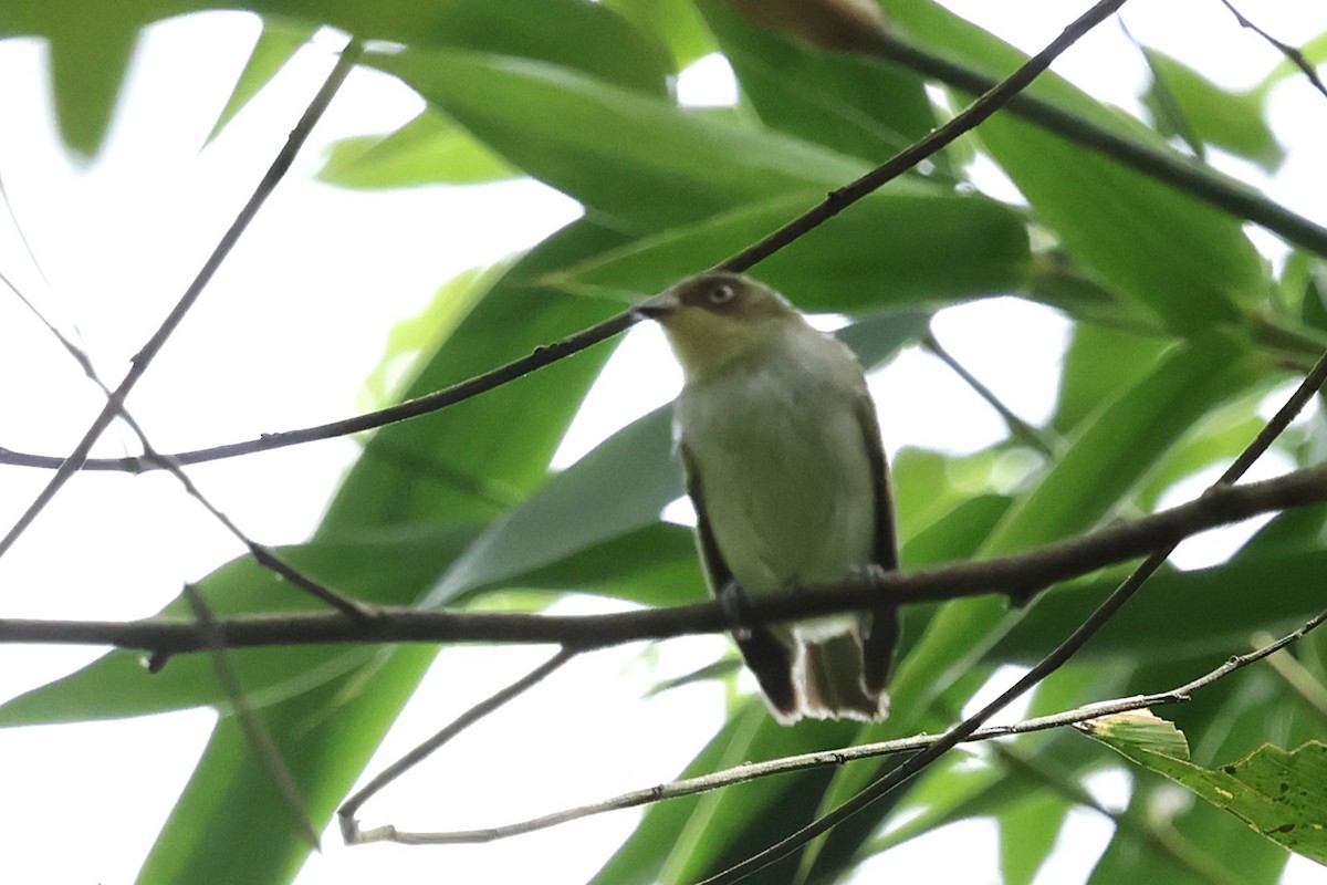 Bay-ringed Tyrannulet - ML626295507