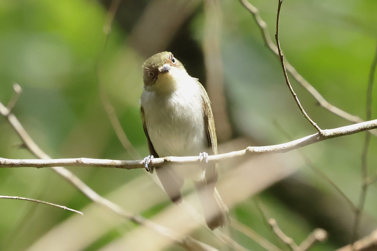 Bay-ringed Tyrannulet - ML626295508