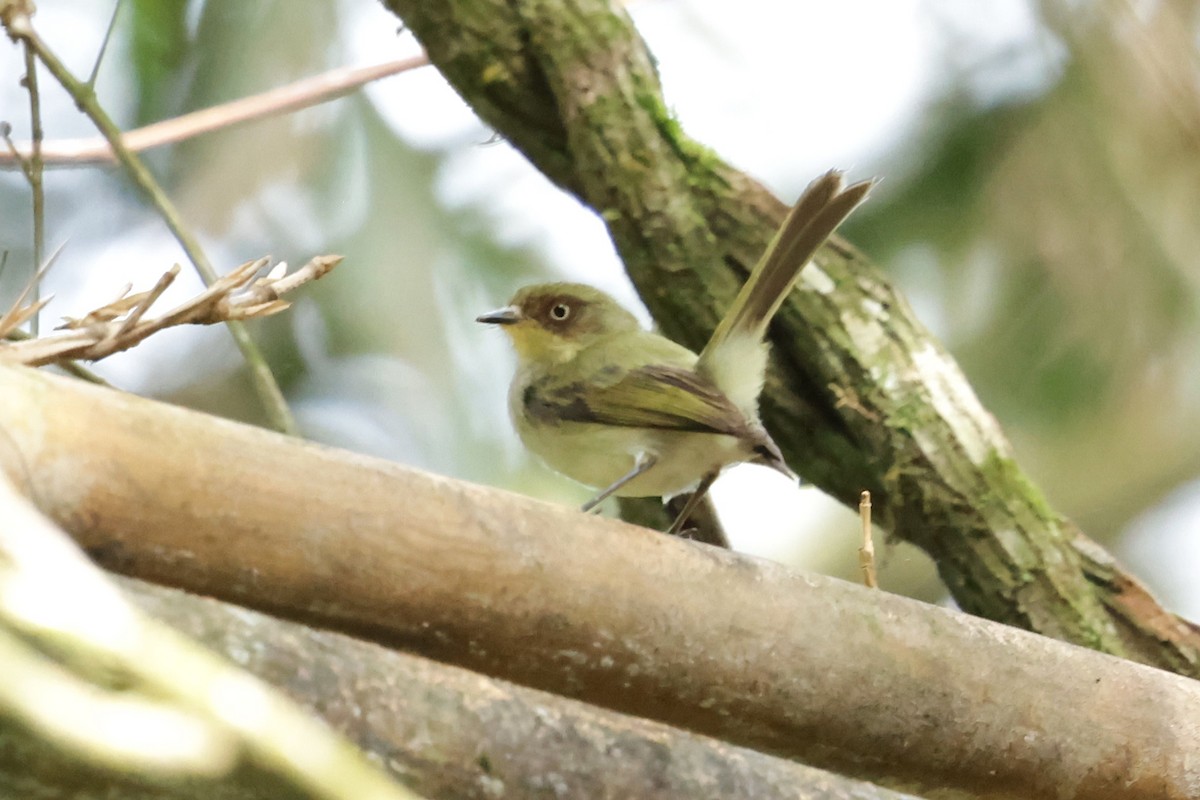 Bay-ringed Tyrannulet - ML626295509