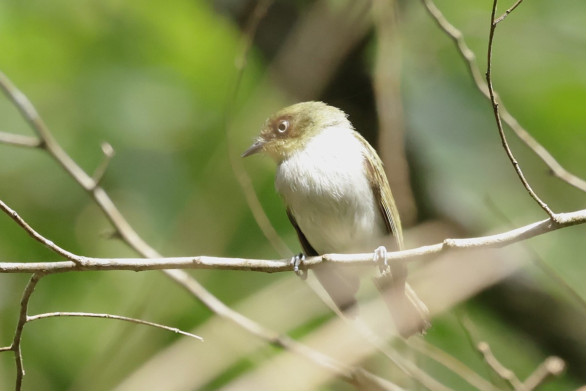 Bay-ringed Tyrannulet - ML626295554