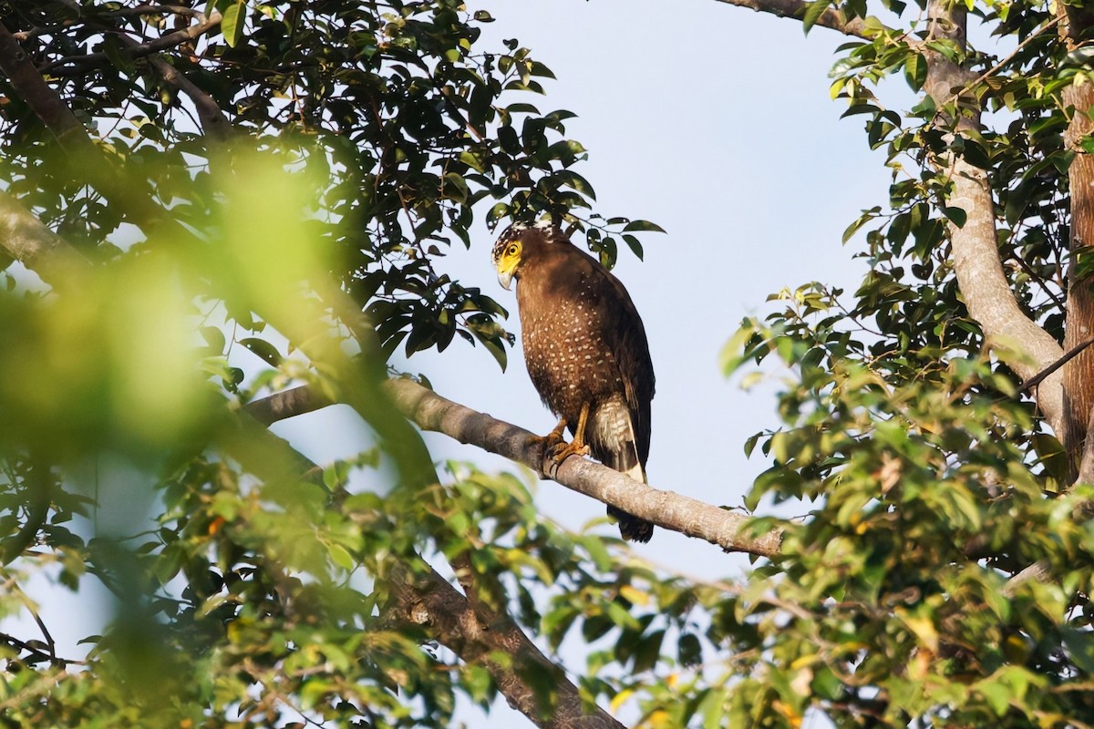 Crested Serpent-Eagle (Mentawai) - ML626295575