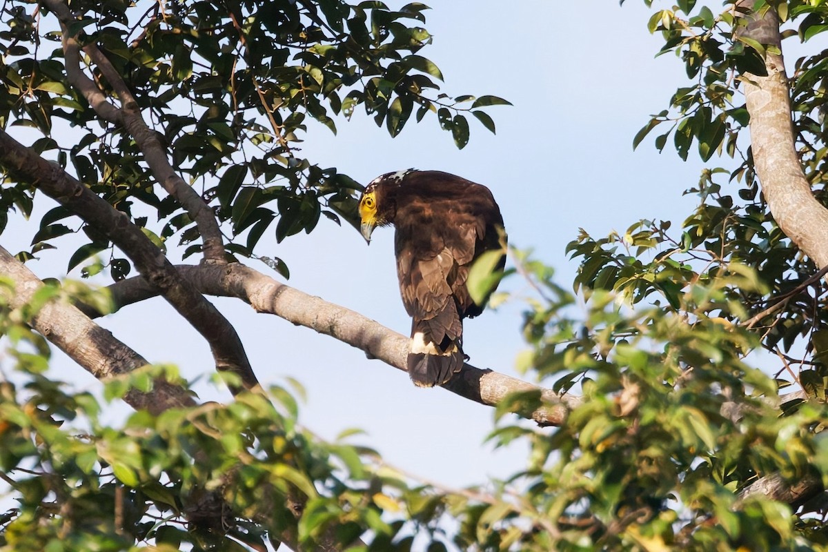 Crested Serpent-Eagle (Mentawai) - ML626295581