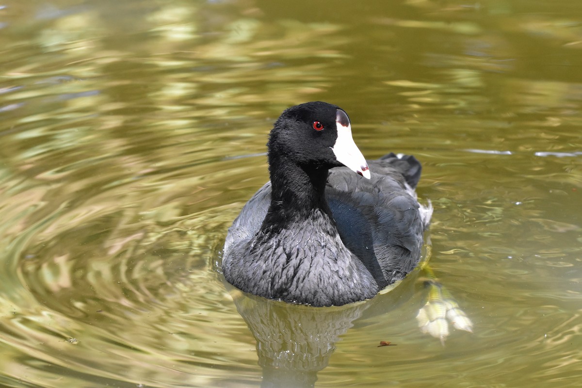 American Coot - ML626295691