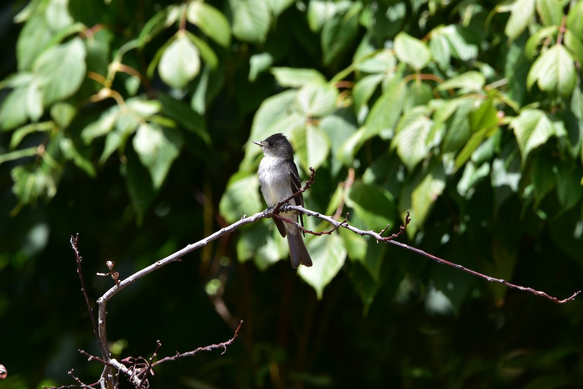 Western Wood-Pewee - ML626295698