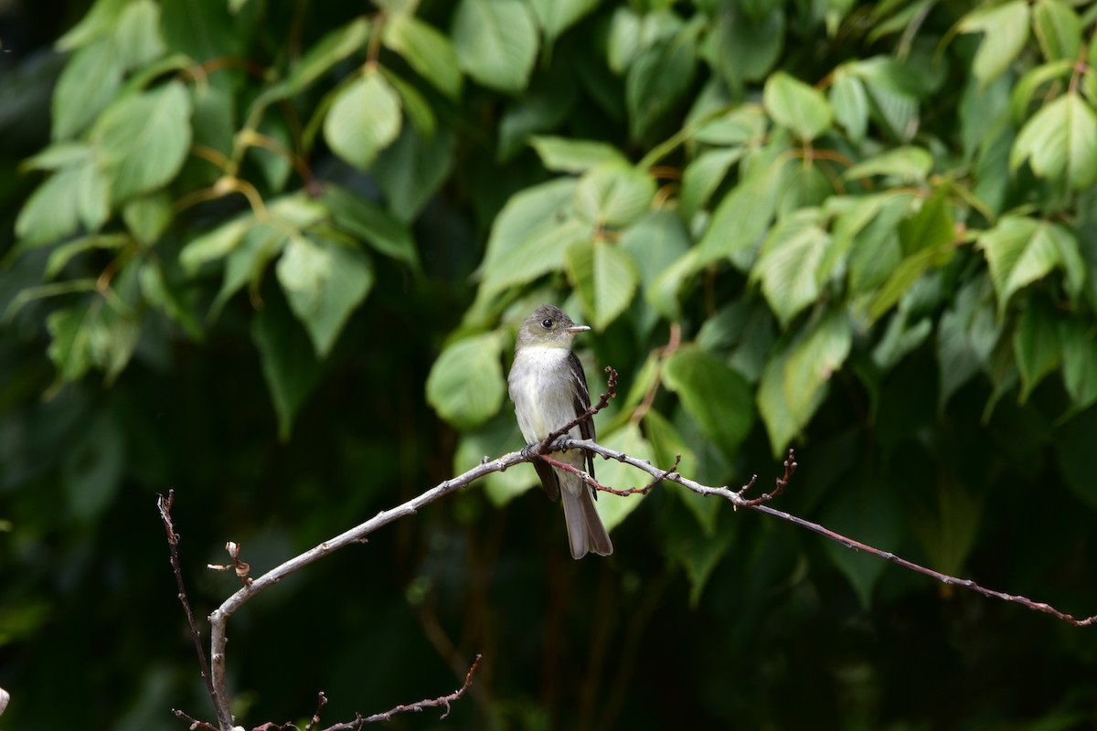 Western Wood-Pewee - ML626295699