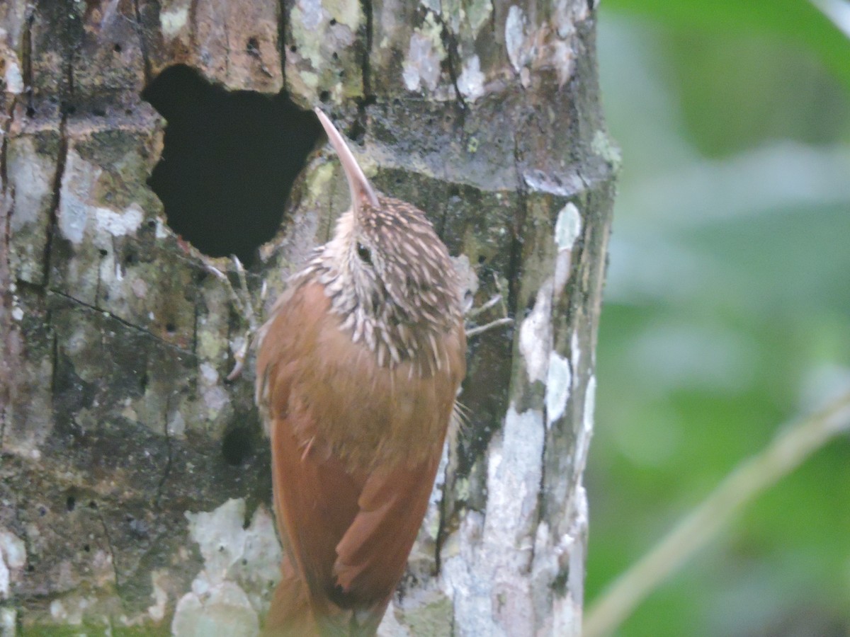 Streak-headed Woodcreeper - ML62629571