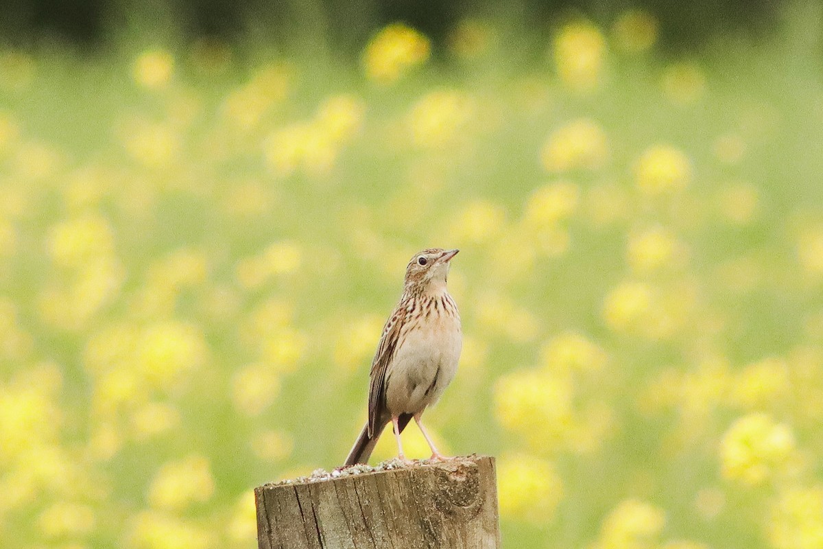 Hellmayr's Pipit - ML626295756