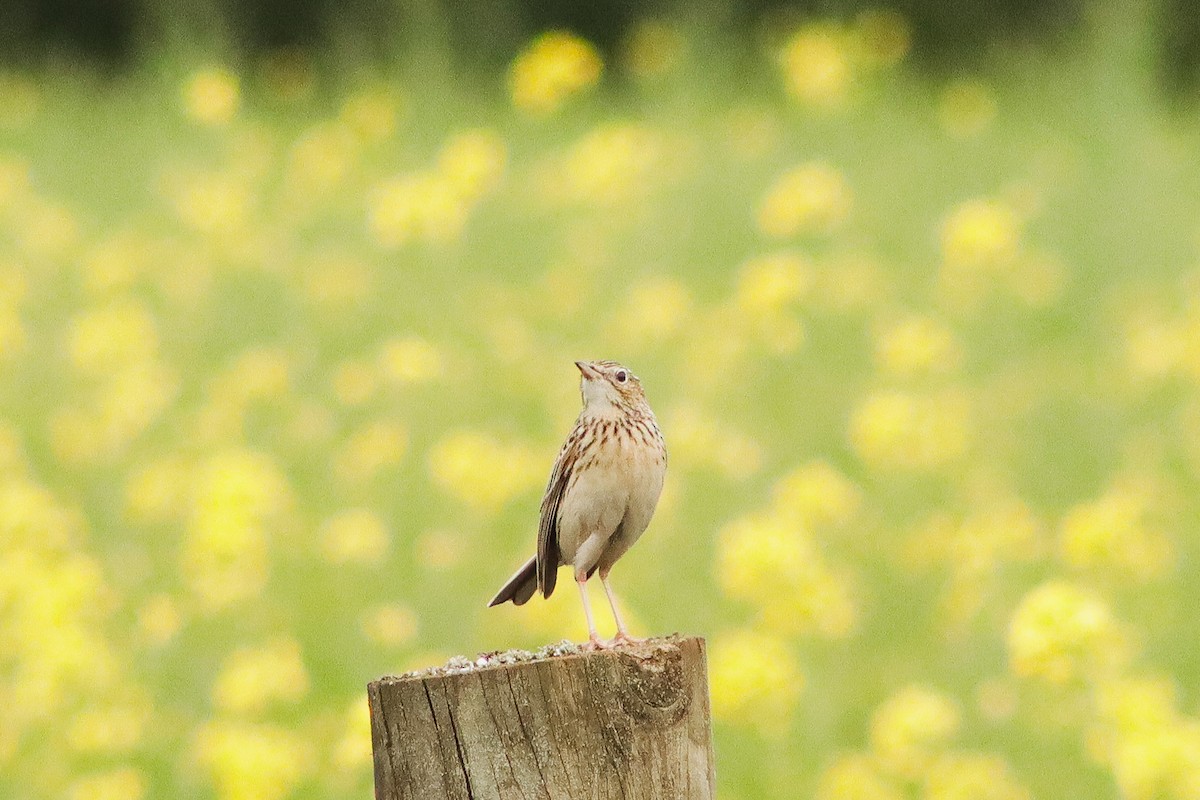 Hellmayr's Pipit - ML626295757