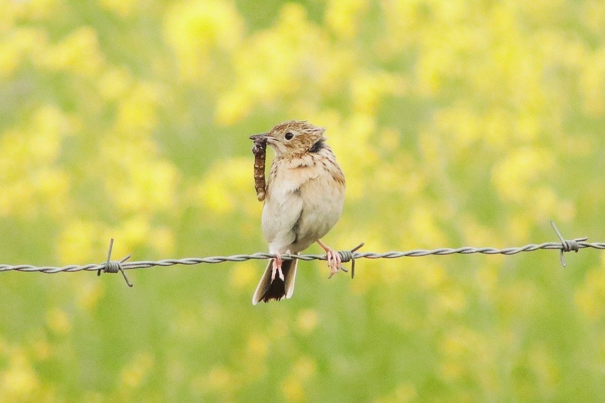 Hellmayr's Pipit - ML626295758