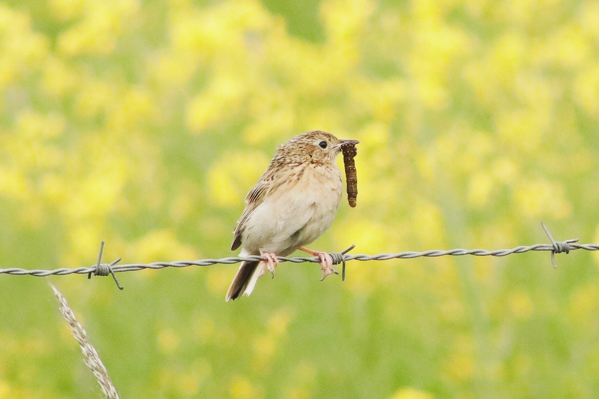 Hellmayr's Pipit - ML626295759