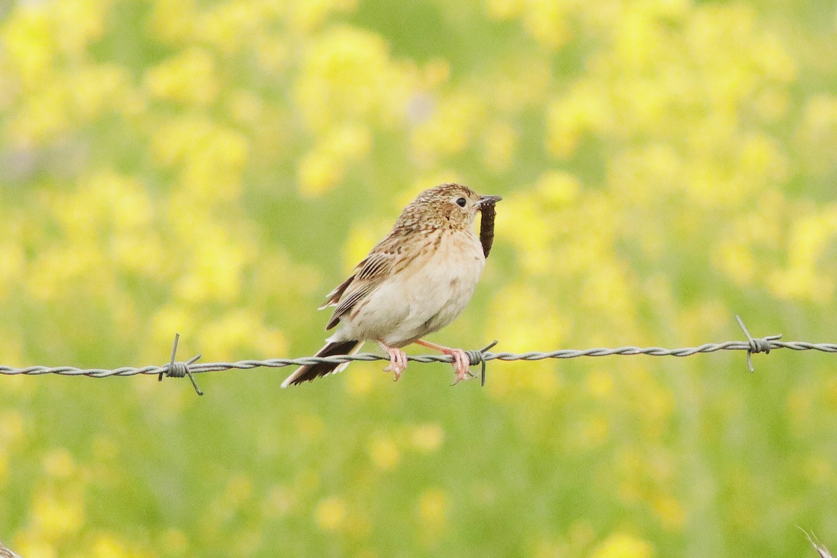 Hellmayr's Pipit - ML626295760