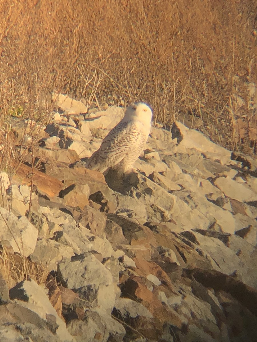 Snowy Owl - ML626295850