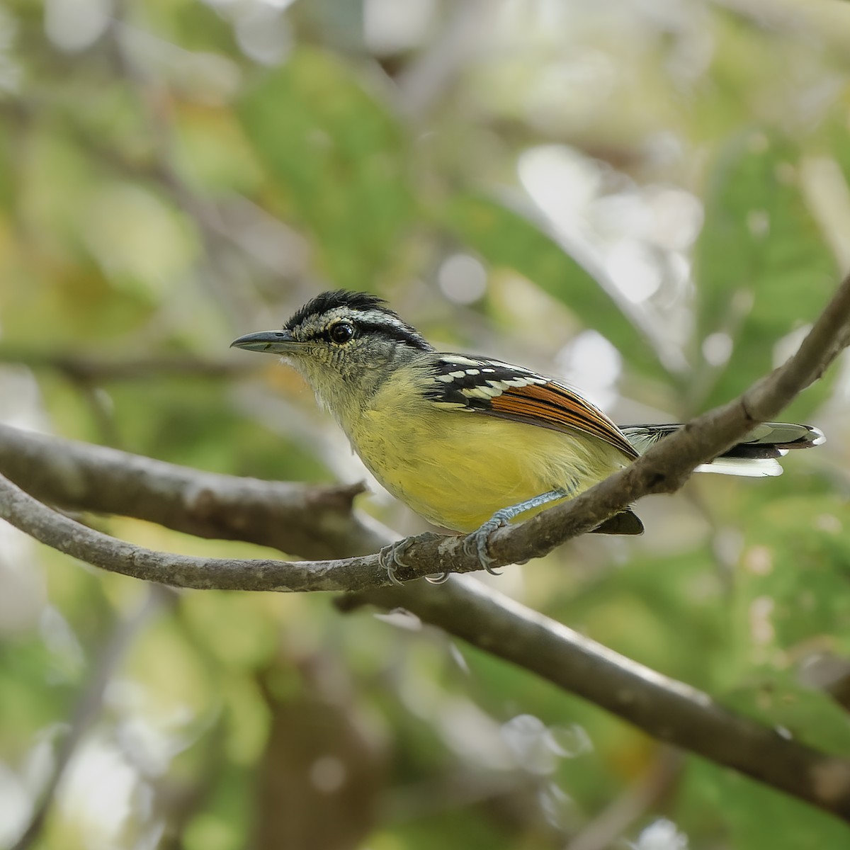 Rusty-winged Antwren - ML626295853