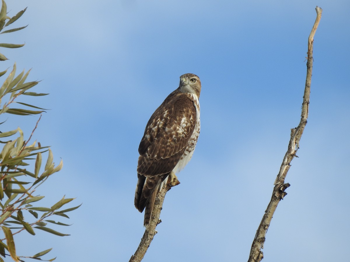 Red-tailed Hawk - ML626295909