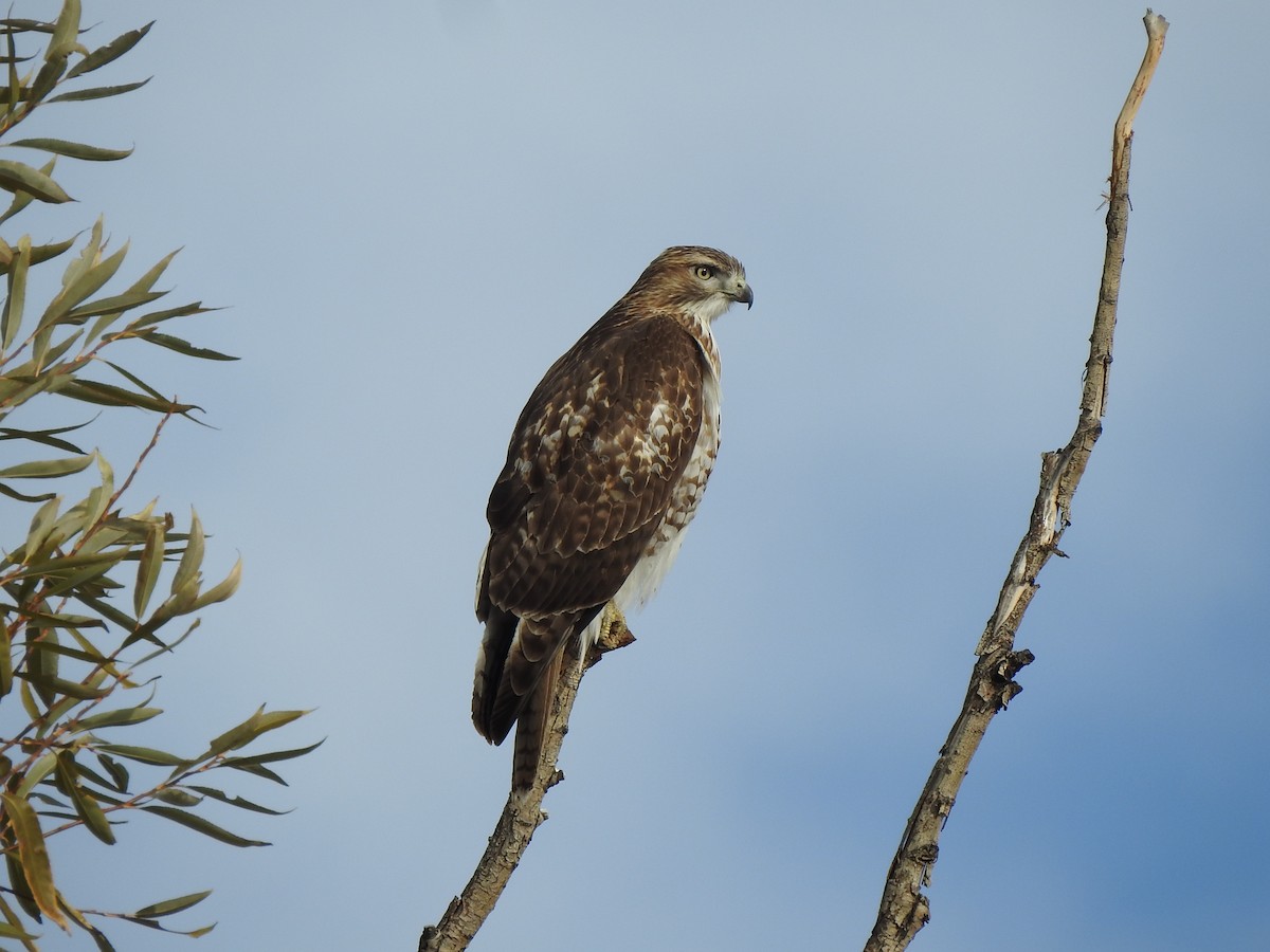 Red-tailed Hawk - ML626295913