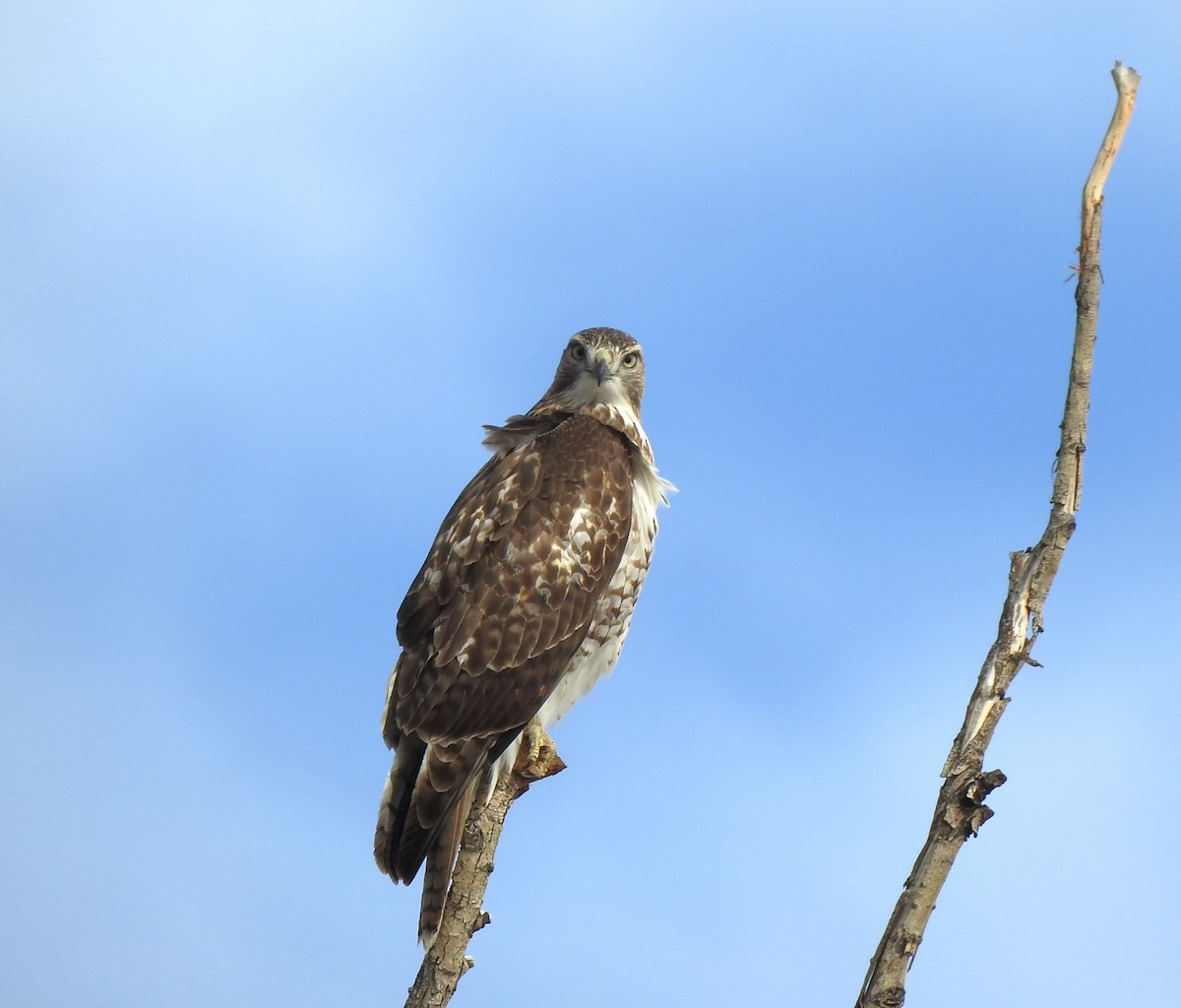 Red-tailed Hawk - ML626295924