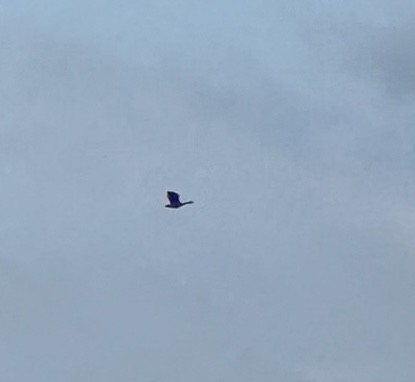 Canada Goose - Kyle Matera