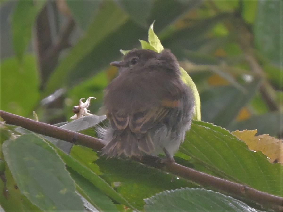 Mouse-gray Flycatcher - ML62629631