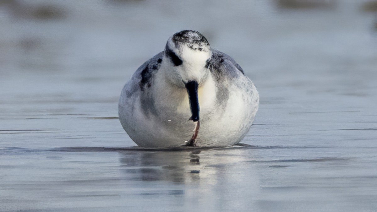 Red Phalarope - ML626296345