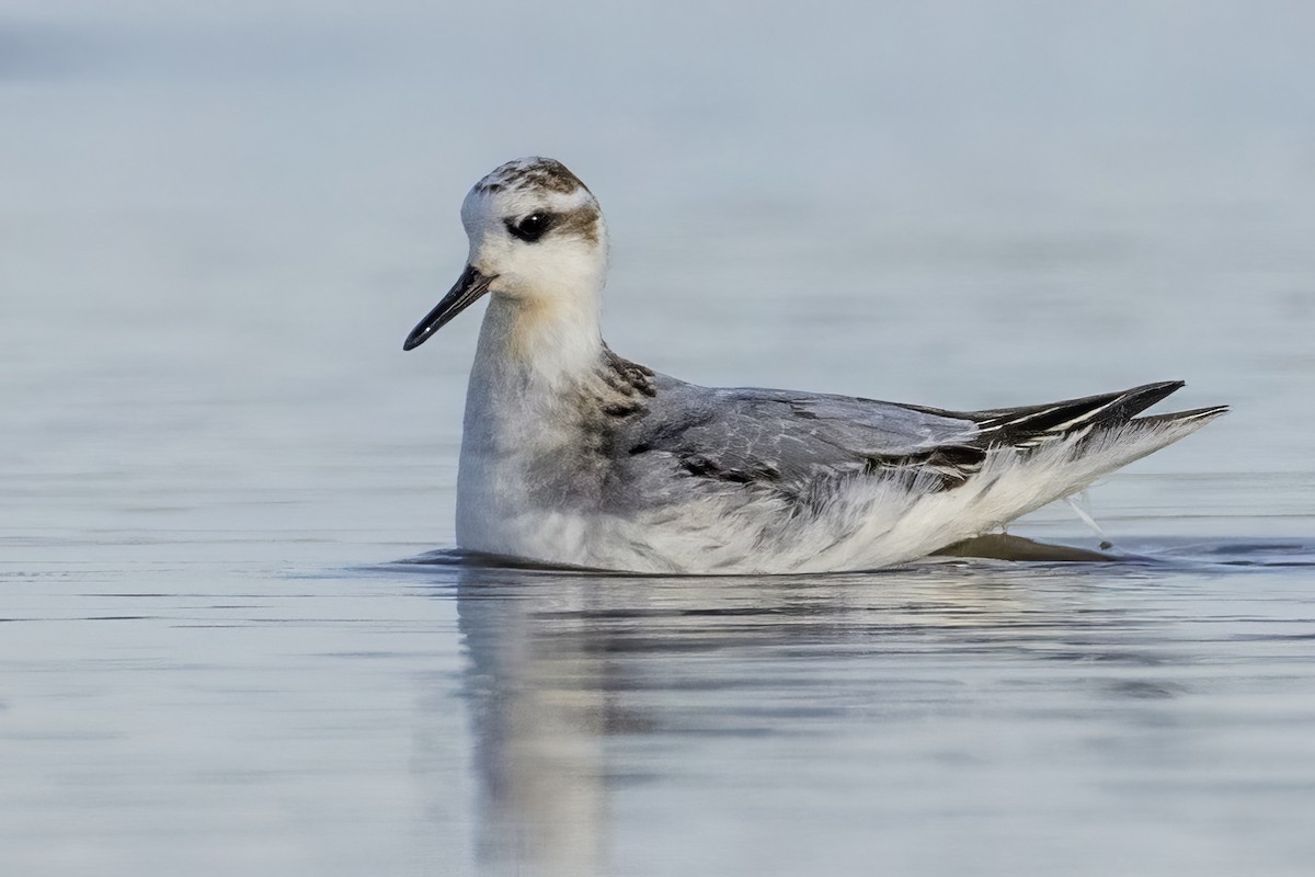 Red Phalarope - ML626296346