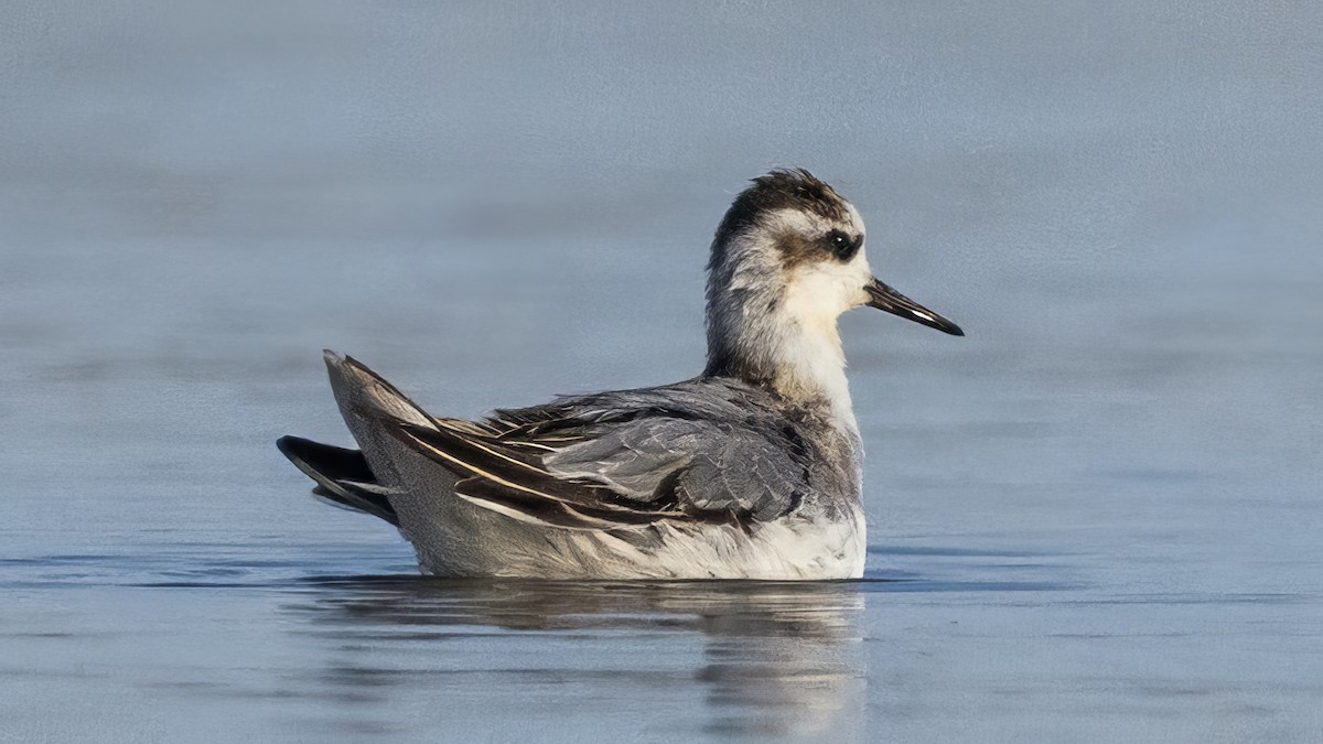 Red Phalarope - ML626296349
