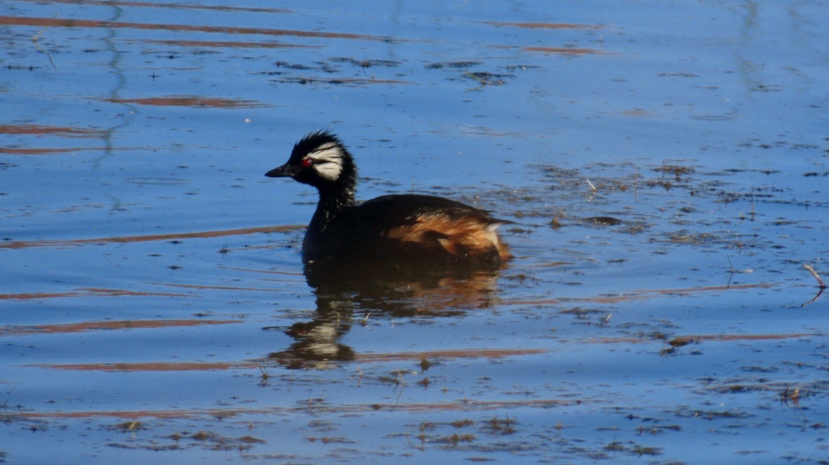 White-tufted Grebe - ML626296398