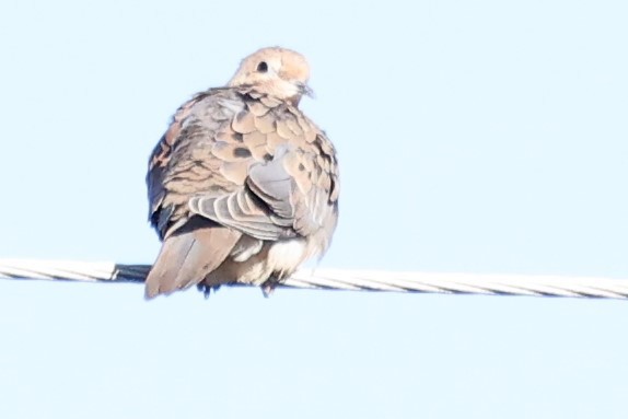Mourning Dove - ML626297001