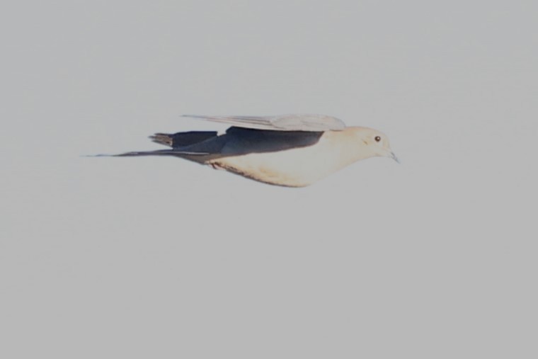 Mourning Dove - ML626297002