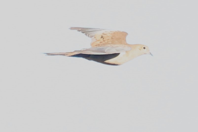 Mourning Dove - ML626297003