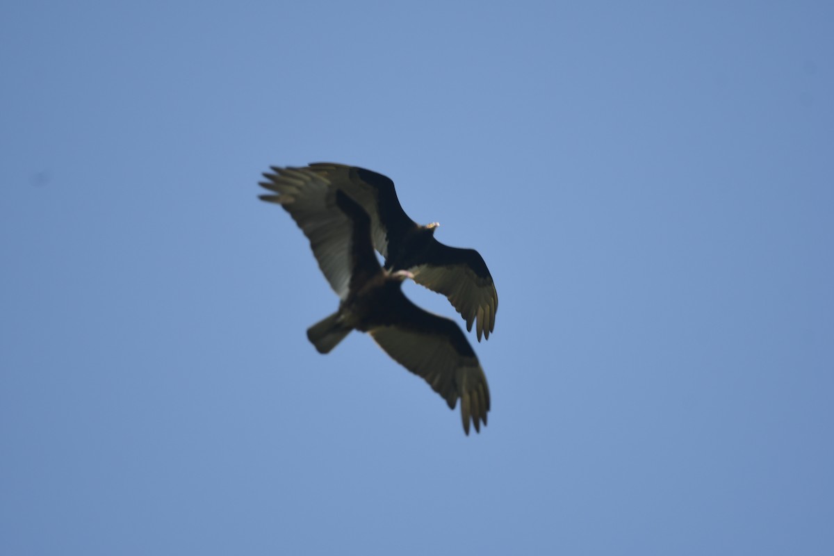 Lesser Yellow-headed Vulture - ML626297063