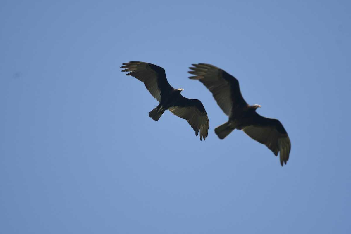 Lesser Yellow-headed Vulture - ML626297100