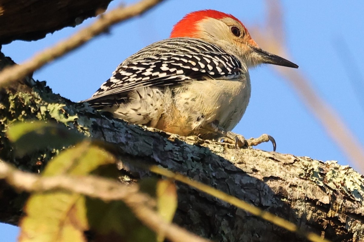 Red-bellied Woodpecker - ML626297156